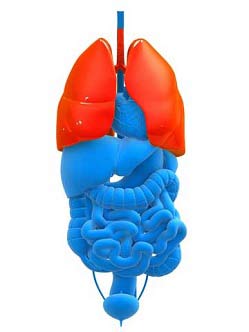 schematic of the human lungs